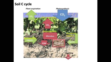 Speed Science: The Soil Carbon Cycle - YouTube