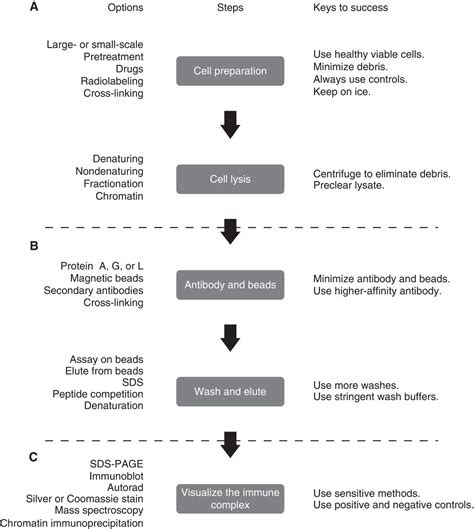 Immunoprecipitation