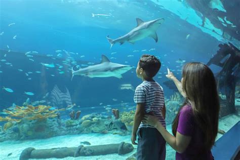 Texas State Aquarium named one of the best in the nation by USA Today