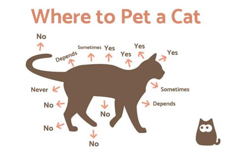 Places To Pet A Cat - Gegu Pet