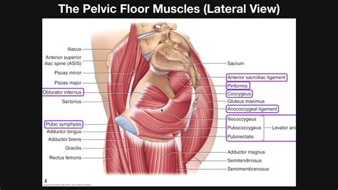 Pelvic Muscles Anatomy