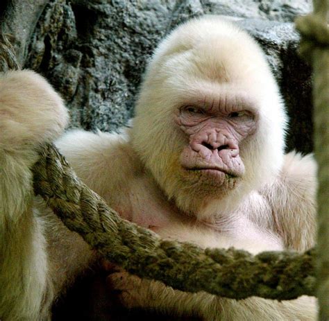 Biologie: Geheimnis des einzigen Albino-Gorillas geklärt - WELT