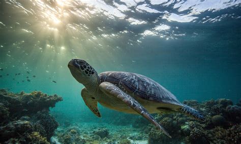 Witness Turtle Nesting in Costa Rica! Tours, Conservation & Where to See Them