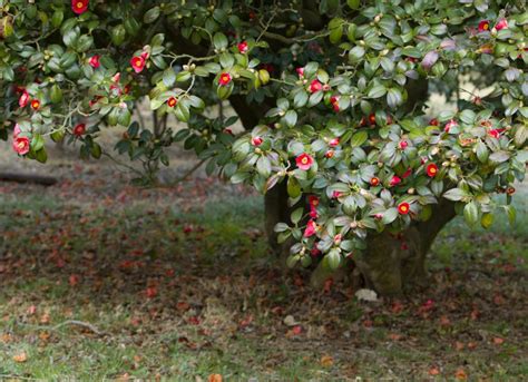 Camellia - pruning & caring for camellias to get magnificent winter blooms