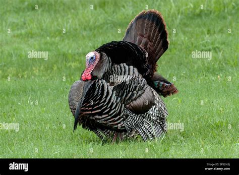 Eastern wild turkey gobbler displaying his feathers to attarct near-by females during Spring ...