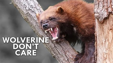 Top 157+ What does a wolverine animal look like - Merkantilaklubben.org