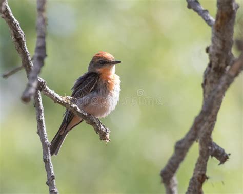 Immature Male Vermilion Flycatcher Stock Photo - Image of common, flycatcher: 114820914