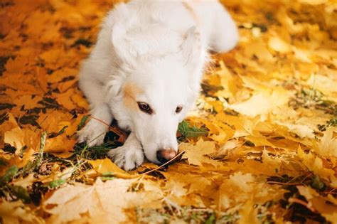 Premium Photo | A dog laying on a pile of leaves in autumn