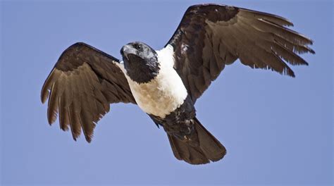 NAMIBIA: Pied Crow