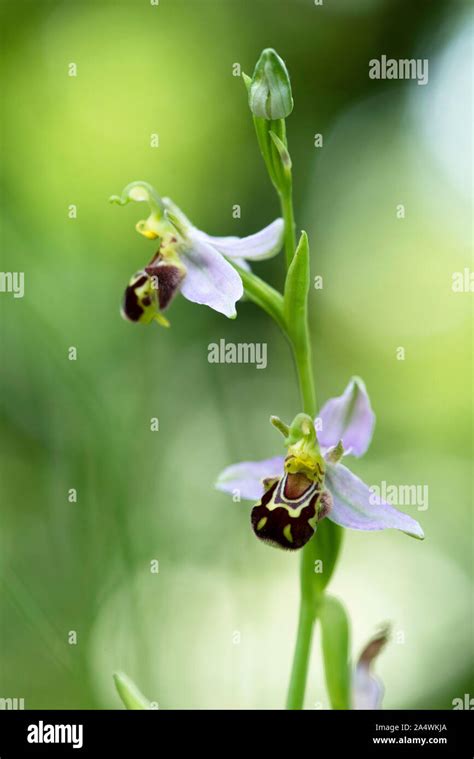 Bee Orchid, Ophrys apifera, Tyland Barn, Kent Wildlife Trust, Kent UK ...