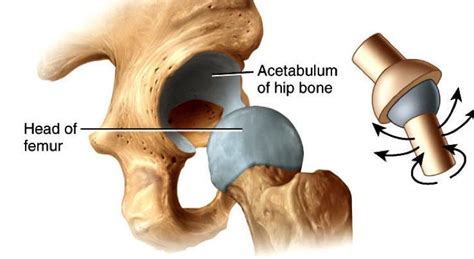 hip joint- ball and socket | Joints anatomy, Joint, Ball