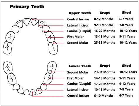 Baby Teeth Chart and FAQs | Keswick Kids Dental Clinic