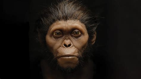 Examples Of Hominids