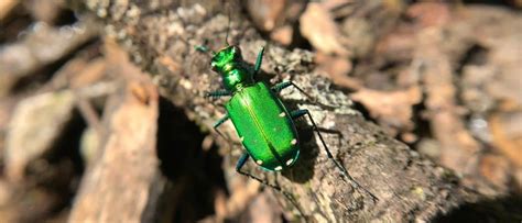 Tiger Beetle - A-Z Animals