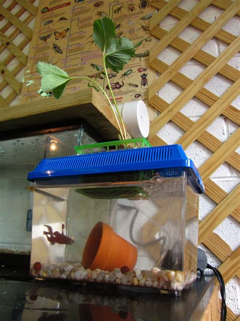 The Thrifty Gardener: Mini Aquaponics -- Small in Size and Expense