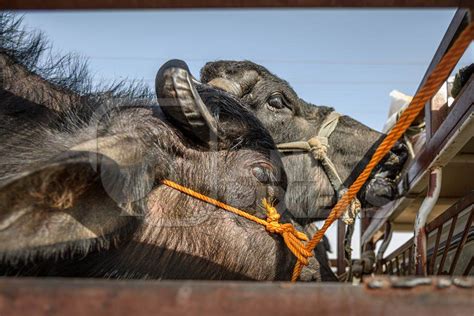 Indian buffaloes tied up in a transport truck at Nagaur Cattle Fair, Nagaur, Rajasthan, India ...