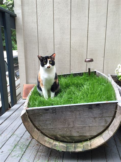 Have indoor cats who love grass? Fill a planter with grass seed and never buy potted grass again ...