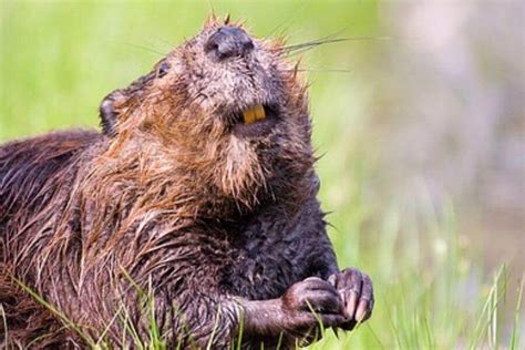 Beaver Teeth: What Do They Look Like & Why Are They Orange?