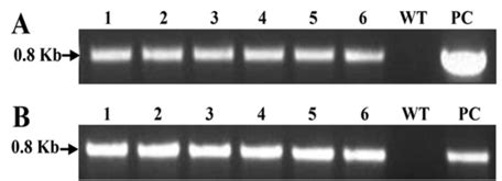 Confirmation of transgene integration. Successful integration of the ...