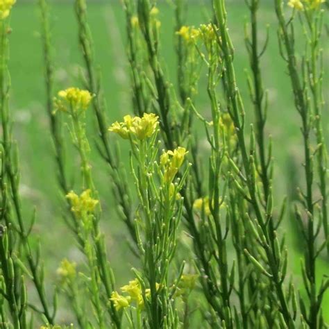 Seeds for Black Mustard | Brassica nigra | Amkha Seed