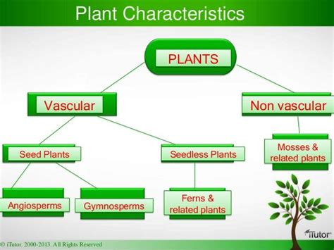 Plant Form and Function - apbiowiki