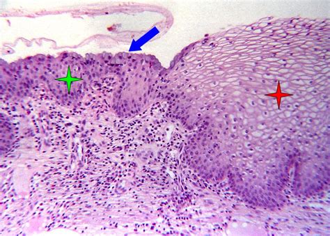 Histology Guide Epithelia | Hot Sex Picture