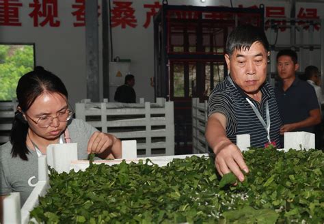 Chongqing Promotes Intelligent Sericulture Farming System to Boom Its Brand Awareness | ichongqing