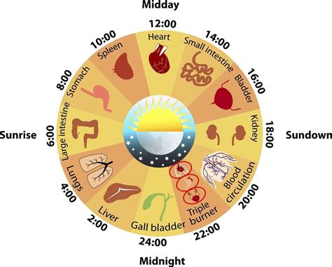 Why Are Your Circadian Rhythms So Important? – RedHealth®