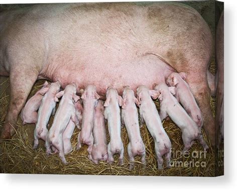 Momma pig feeding baby pigs Canvas Print / Canvas Art by Sattapapan Tratong