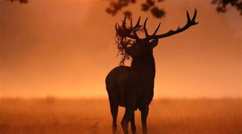 a deer with antlers standing in the grass at sunset