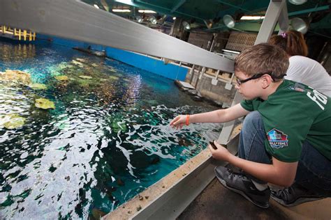 What To Do At Aquarium Of The Pacific - Aquarium Views