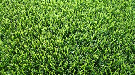 8 Best Zoysia Grass Seed For Southern Lawns For 2023 | Storables