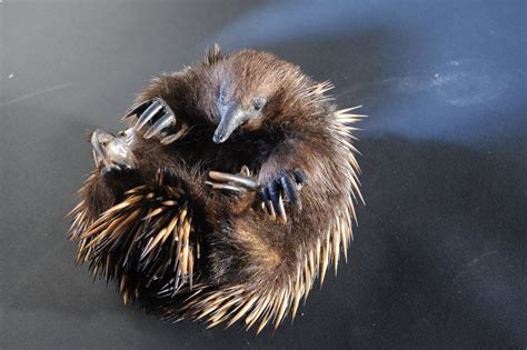 Short-beaked Echidna - The Australian Museum | Mammals, Echidna, Marine ...