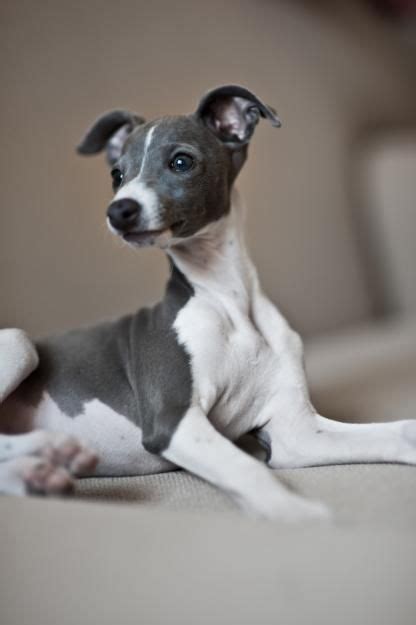 Blue Italian Greyhound puppy. Want one so bad! | Italian greyhound ...