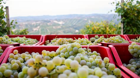 Little-Known Italian Grapes on the Rise | SevenFifty Daily