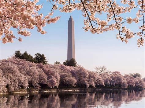 Washington DC Cherry Blossom Wallpapers - Top Free Washington DC Cherry ...