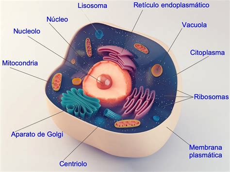 Animal cell: quid est, proprietates, partes et functiones | Green ...