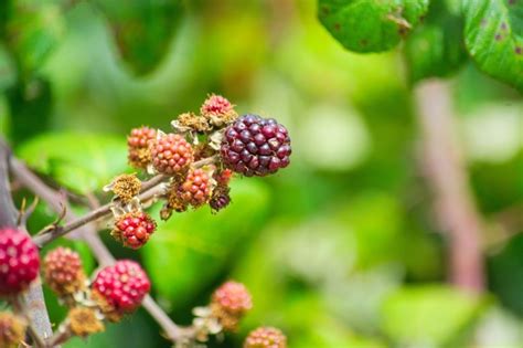 Wild Berries Free Stock Photo - Public Domain Pictures