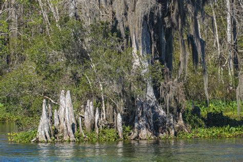 Wakulla Springs - Florida State Park | David Hubler Photography