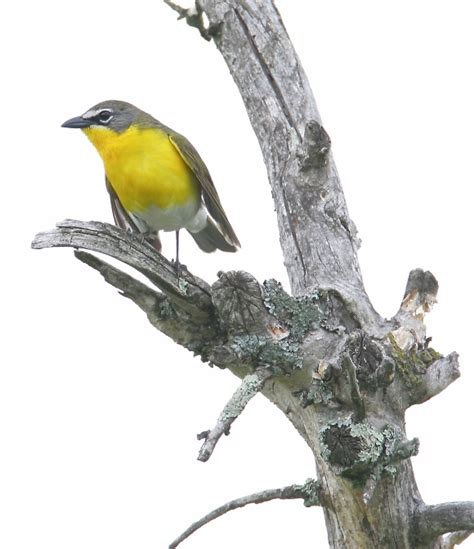 Bill Hubick Photography - Yellow-breasted Chat (Icteria virens)