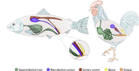 Schematic illustrations comparing the cloacal region of Atlantic salmon... | Download Scientific ...