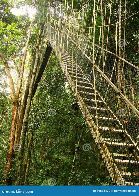 Canopy Walkway, Taman Negara, Malaysia Stock Photo - Image of green ...