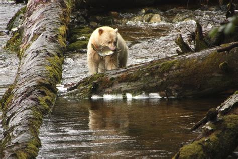 Spirit Bear | Kermode Bear with Dinner