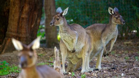 Perth Zoo - Perth, Western Australia Attraction | Expedia.com.au