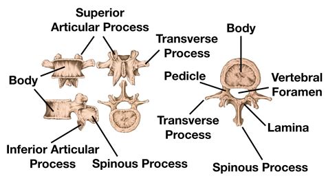 Cervical Thoracic Lumbar Vertebrae Diagram