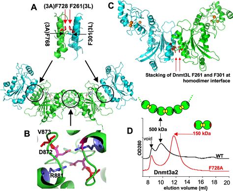 Mammalian DNA Methyltransferases: A Structural Perspective: Structure