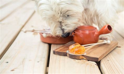 3 Things Dog Owners Should Know About Honey