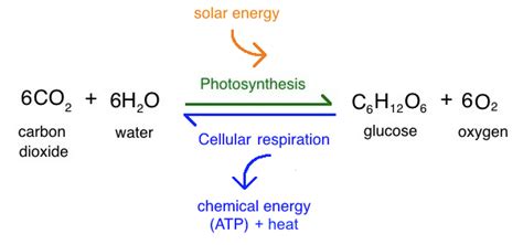 Cell Energy: Photosynthesis and Respiration - Ms. Force Science