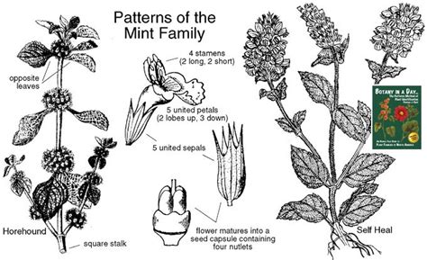 Lamiaceae: Mint Family (Labiatae). Identify plants and flowers.