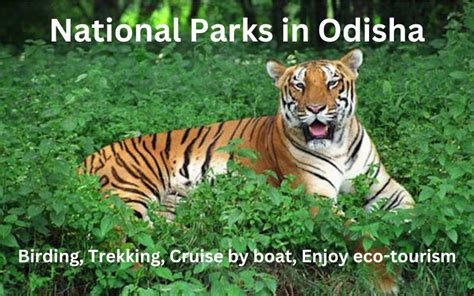 Top 10 Wildlife Sanctuaries and National Parks in Odisha